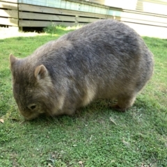 Vombatus ursinus (Common wombat, Bare-nosed Wombat) at High Range - 9 Oct 2019 by BLSHTwo