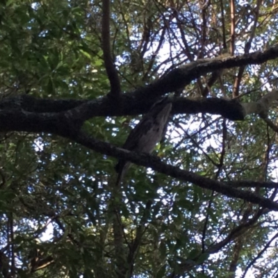 Podargus strigoides (Tawny Frogmouth) at Bowral - 15 Oct 2019 by BLSHTwo