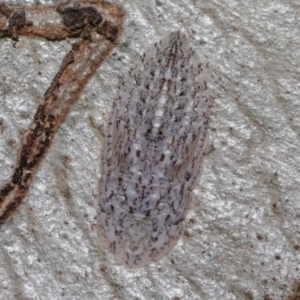 Stenocotis sp. (genus) at Hackett, ACT - 15 Oct 2019