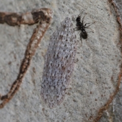 Stenocotis sp. (genus) at Hackett, ACT - 15 Oct 2019