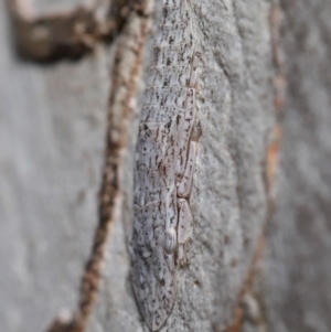 Stenocotis sp. (genus) at Hackett, ACT - 15 Oct 2019