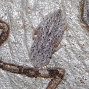 Stenocotis sp. (genus) at Hackett, ACT - 15 Oct 2019