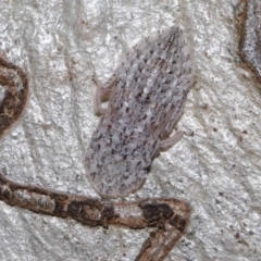 Stenocotis sp. (genus) at Hackett, ACT - 15 Oct 2019