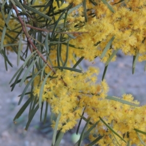 Acacia boormanii at Monash, ACT - 2 Oct 2019