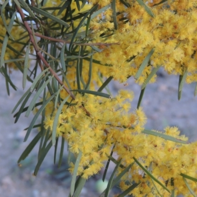 Acacia boormanii (Snowy River Wattle) at Isabella Pond - 2 Oct 2019 by michaelb