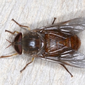 Scaptia testacea at Rosedale, NSW - 7 Oct 2019