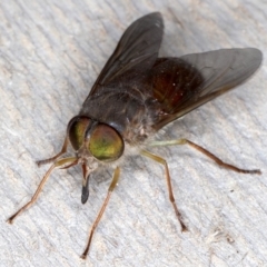 Scaptia testacea at Rosedale, NSW - 7 Oct 2019