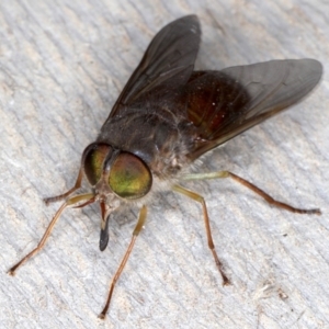 Scaptia testacea at Rosedale, NSW - 7 Oct 2019