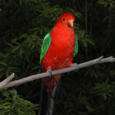 Alisterus scapularis (Australian King-Parrot) at Rosedale, NSW - 7 Oct 2019 by jb2602