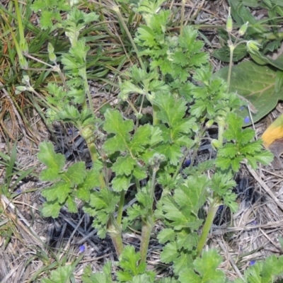 Erodium crinitum (Native Crowfoot) at Monash, ACT - 2 Oct 2019 by MichaelBedingfield