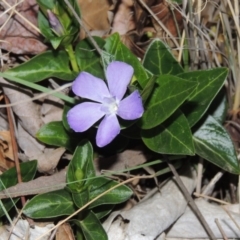 Vinca major (Blue Periwinkle) at Tuggeranong Creek to Monash Grassland - 2 Oct 2019 by michaelb