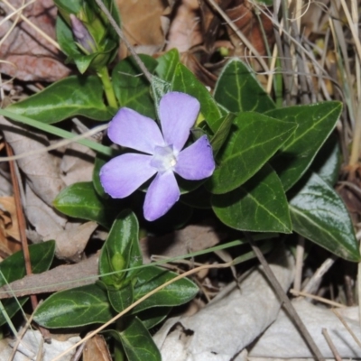 Vinca major (Blue Periwinkle) at Isabella Plains, ACT - 2 Oct 2019 by michaelb