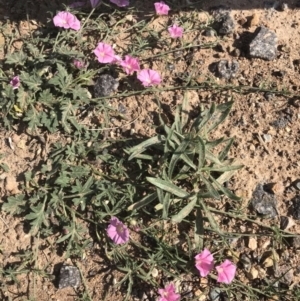 Convolvulus angustissimus subsp. angustissimus at Coombs, ACT - 16 Oct 2019