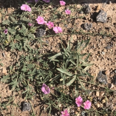 Convolvulus angustissimus subsp. angustissimus (Australian Bindweed) at Coombs Ponds - 15 Oct 2019 by Julief
