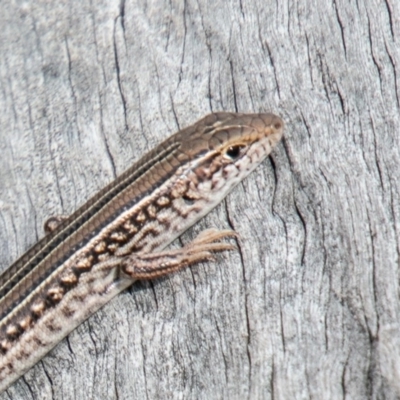 Ctenotus robustus (Robust Striped-skink) at Cooleman Ridge - 15 Oct 2019 by SWishart