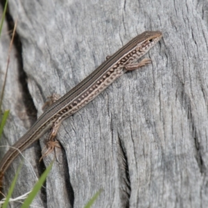 Ctenotus robustus at Chapman, ACT - 16 Oct 2019