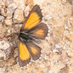 Lucia limbaria (Chequered Copper) at Stromlo, ACT - 16 Oct 2019 by SWishart