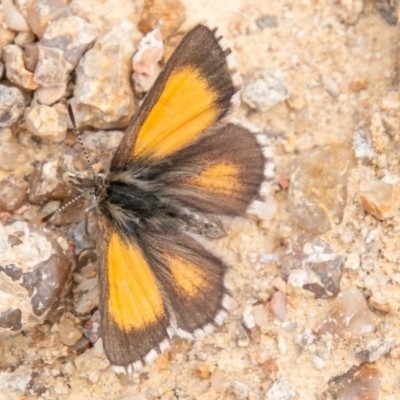 Lucia limbaria (Chequered Copper) at Stromlo, ACT - 16 Oct 2019 by SWishart