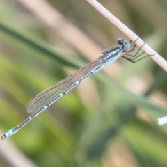 Austrolestes aridus (Inland Ringtail) at Cooleman Ridge - 15 Oct 2019 by SWishart