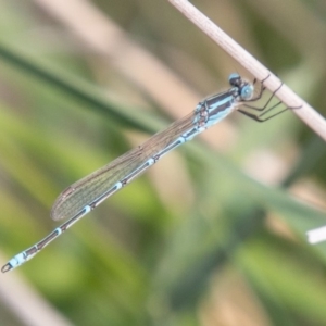 Austrolestes aridus at Chapman, ACT - suppressed