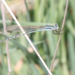 Austrolestes aridus at Chapman, ACT - 16 Oct 2019