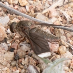 Comptosia stria (A bee fly) at Stromlo, ACT - 16 Oct 2019 by SWishart