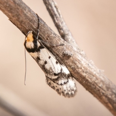 Philobota lysizona (A concealer moth) at Namadgi National Park - 14 Oct 2019 by SWishart