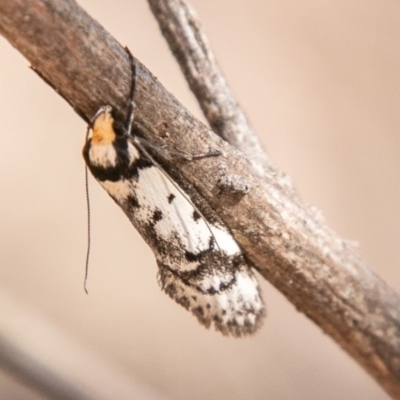 Philobota lysizona (A concealer moth) at Rendezvous Creek, ACT - 15 Oct 2019 by SWishart