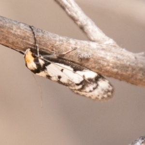 Philobota lysizona at Rendezvous Creek, ACT - 15 Oct 2019 09:19 AM