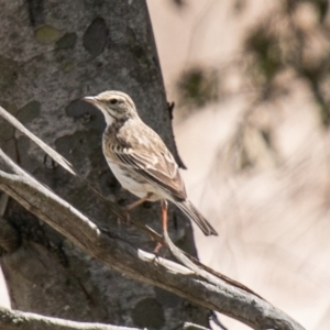 Anthus australis at Rendezvous Creek, ACT - 15 Oct 2019