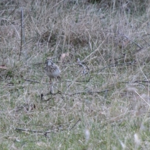 Anthus australis at Rendezvous Creek, ACT - 15 Oct 2019