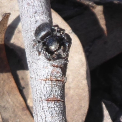 Simaethula sp. (genus) (A jumping spider) at Black Mountain - 15 Oct 2019 by Christine