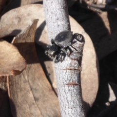 Simaethula sp. (genus) at Hackett, ACT - 15 Oct 2019 03:55 PM