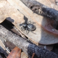 Simaethula sp. (genus) at Hackett, ACT - 15 Oct 2019 03:55 PM