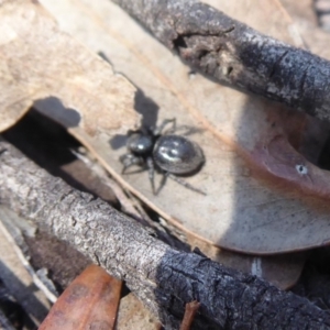 Simaethula sp. (genus) at Hackett, ACT - 15 Oct 2019 03:55 PM