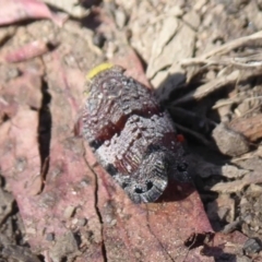 Platybrachys decemmacula (Green-faced gum hopper) at Hackett, ACT - 15 Oct 2019 by Christine