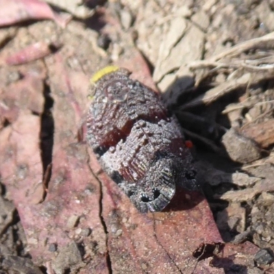 Platybrachys decemmacula (Green-faced gum hopper) at Black Mountain - 15 Oct 2019 by Christine