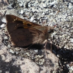 Trapezites phigalia (Heath Ochre) at Hackett, ACT - 15 Oct 2019 by Christine