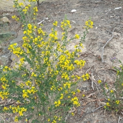 Genista monspessulana (Cape Broom, Montpellier Broom) at Tuggeranong DC, ACT - 16 Oct 2019 by Mike