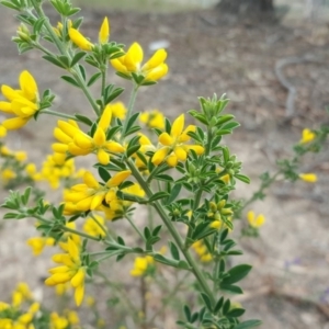 Genista monspessulana at Fadden, ACT - 16 Oct 2019