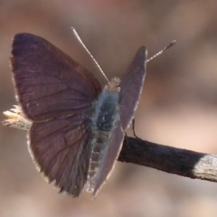 Erina hyacinthina (Varied Dusky-blue) at Black Mountain - 15 Oct 2019 by Christine