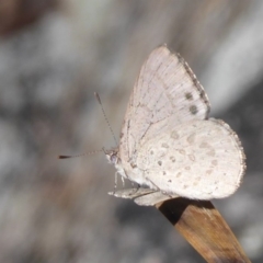 Erina hyacinthina at Hackett, ACT - 15 Oct 2019 03:41 PM