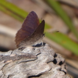 Erina hyacinthina at Hackett, ACT - 15 Oct 2019