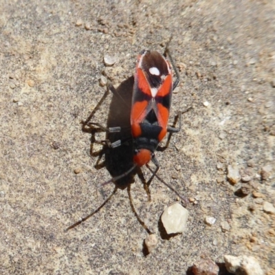 Melanerythrus mactans (A seed bug) at Acton, ACT - 15 Oct 2019 by Christine