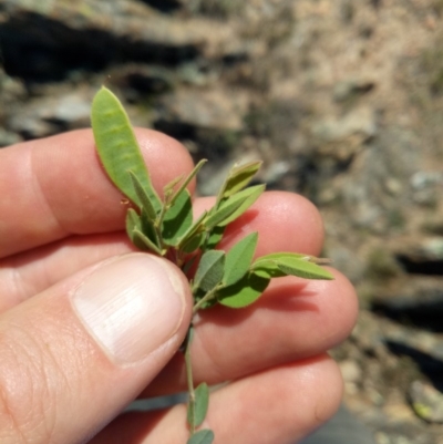 Podolobium alpestre at Sutton, NSW - 15 Oct 2019 by samreid007