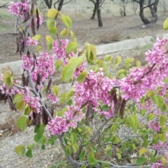 Cercis siliquastrum (Judas Tree) at Tuggeranong DC, ACT - 16 Oct 2019 by Mike