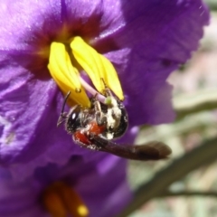 Lasioglossum (Callalictus) callomelittinum (Halictid bee) at ANBG - 15 Oct 2019 by Christine