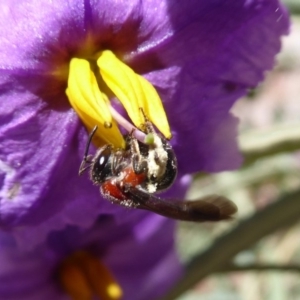 Lasioglossum (Callalictus) callomelittinum at Acton, ACT - 15 Oct 2019