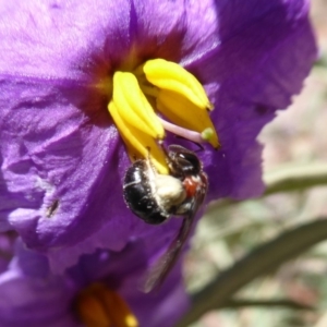 Lasioglossum (Callalictus) callomelittinum at Acton, ACT - 15 Oct 2019