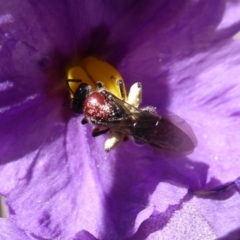 Lasioglossum (Callalictus) callomelittinum at Acton, ACT - 15 Oct 2019 03:14 PM